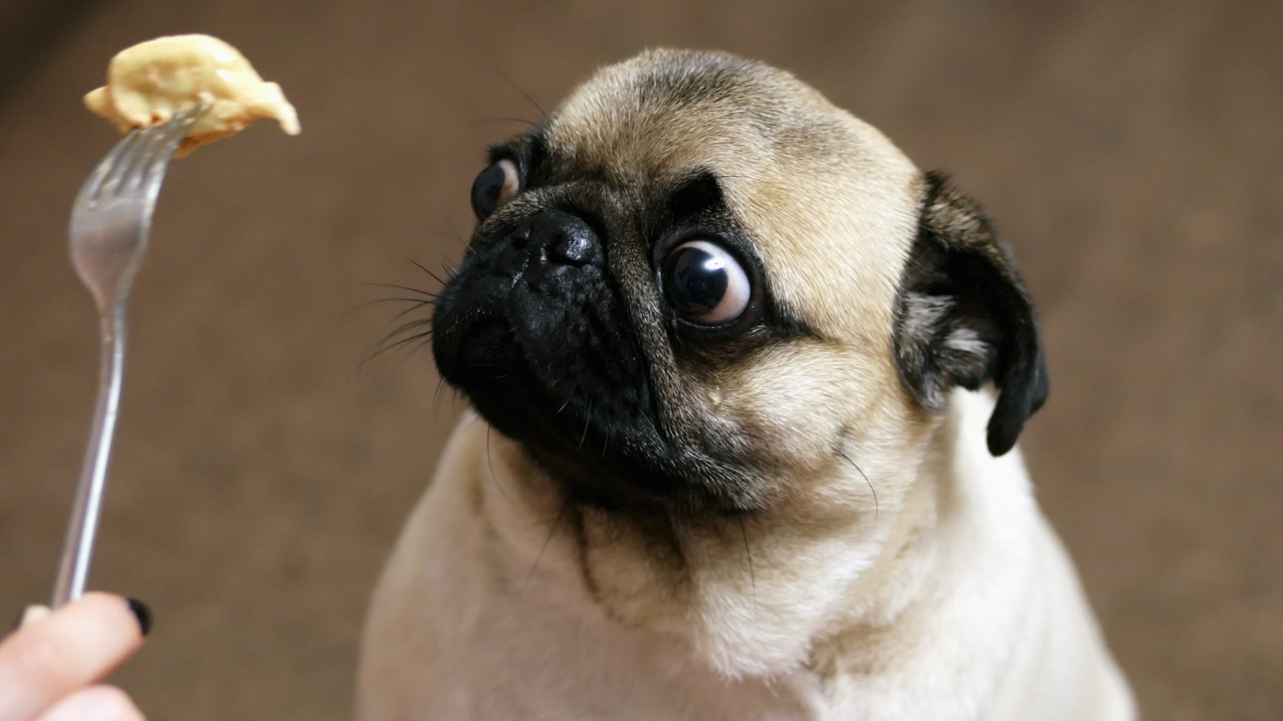 So berechnest du die optimale Futtermenge fr deinen Hund  FeinFutter