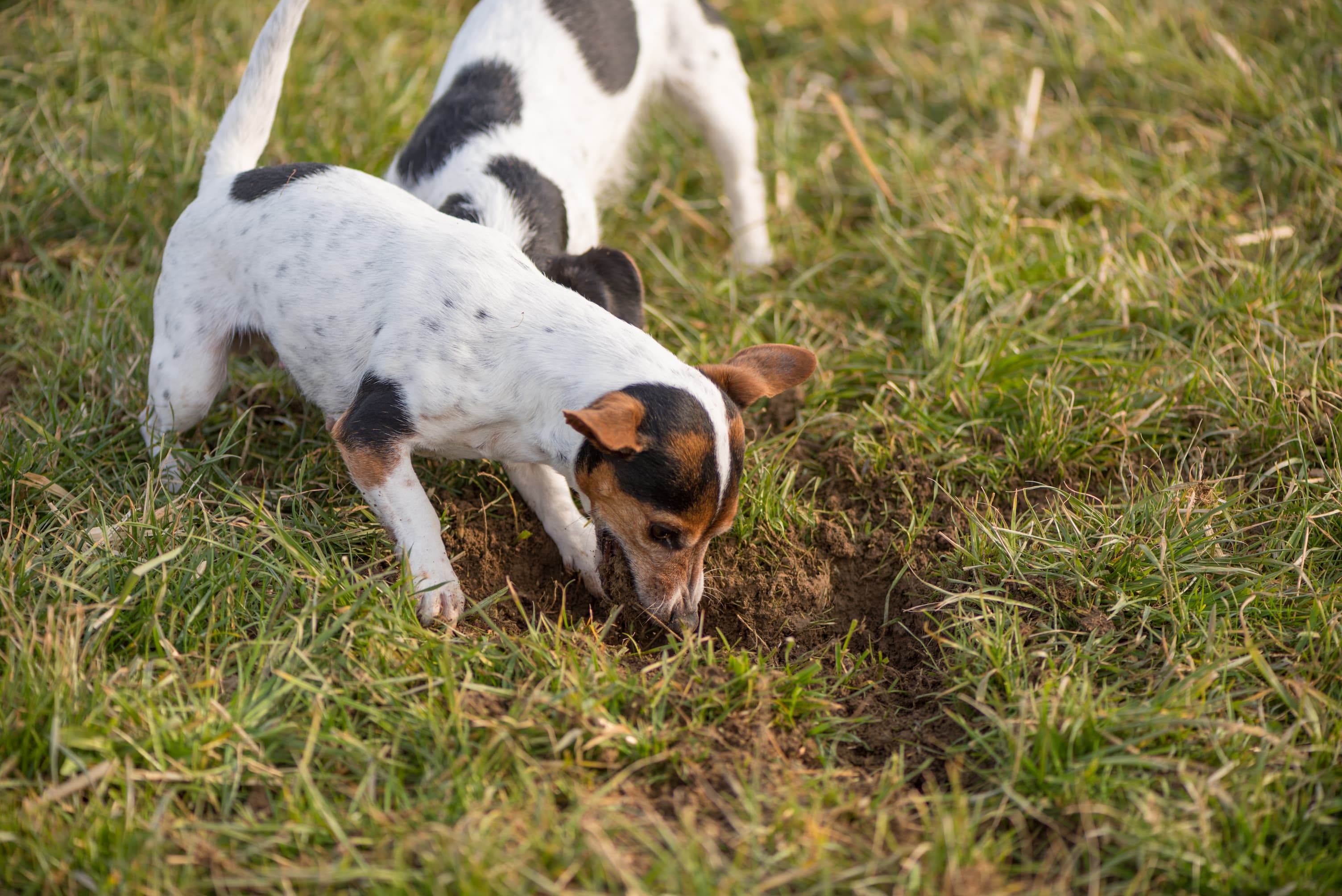 Hund frisst Erde – Ursachen & sichere Lösungen finden