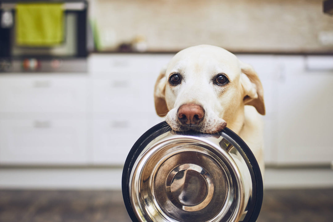 Warum du deinen Hund getreidefrei füttern solltest