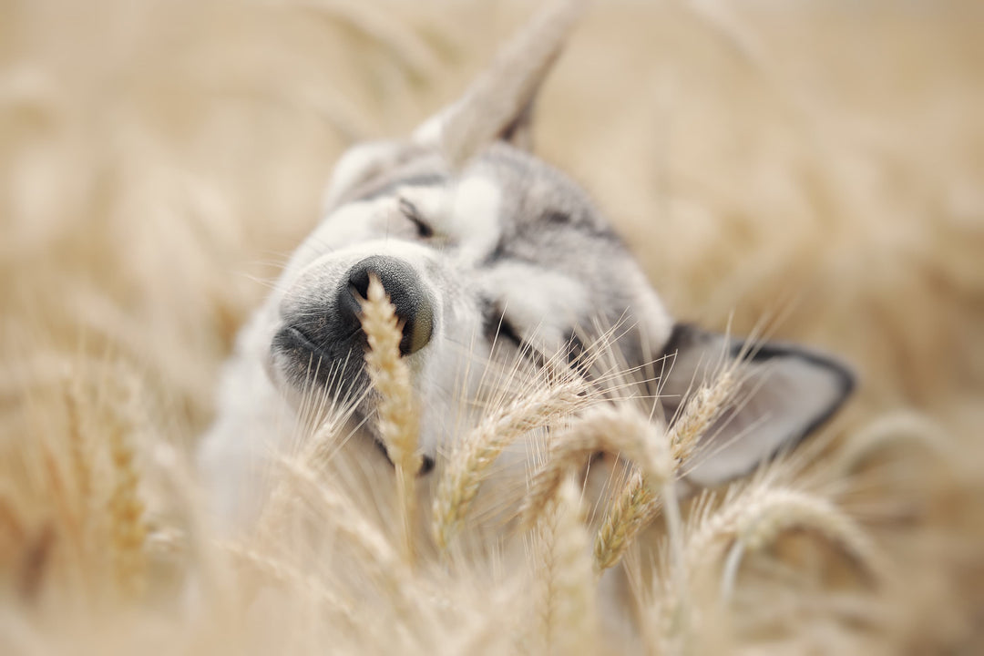 Getreidefreies Hundefutter – für wen es wirklich geeignet ist