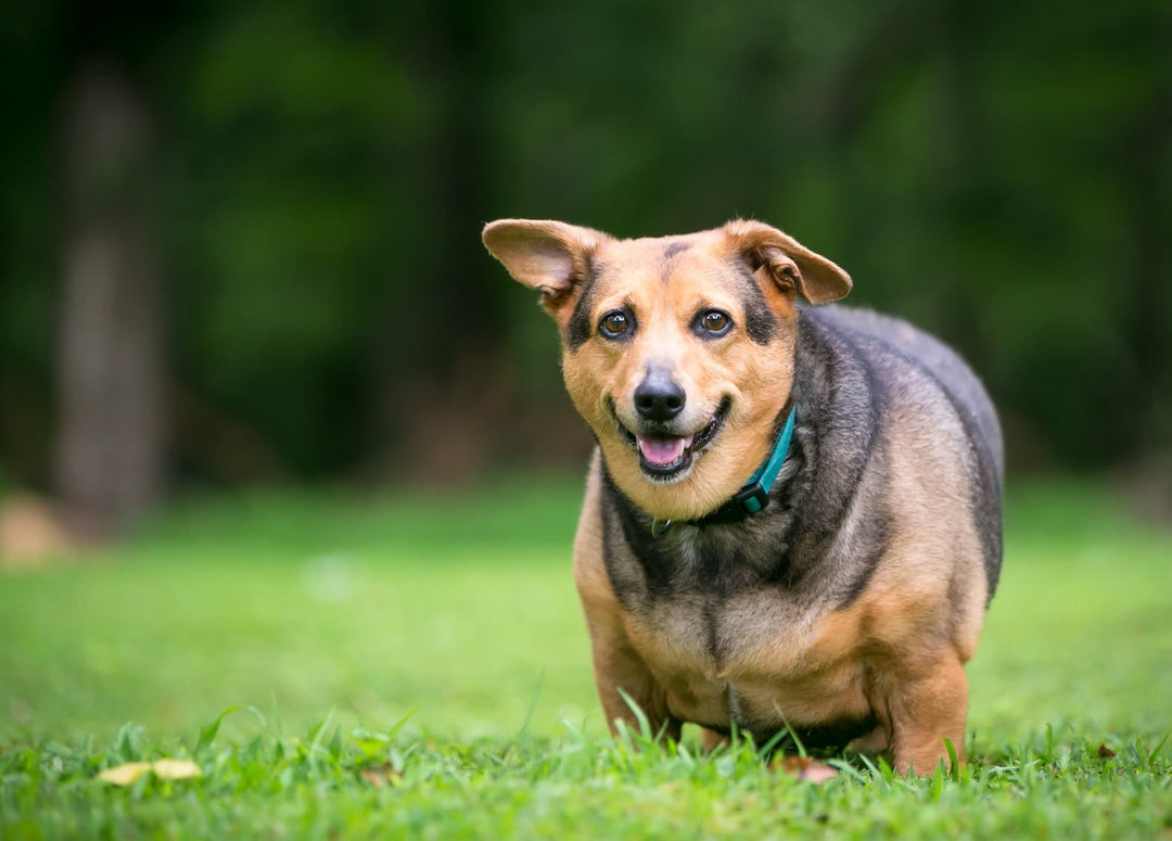 Übergewicht beim Hund erkennen & reduzieren