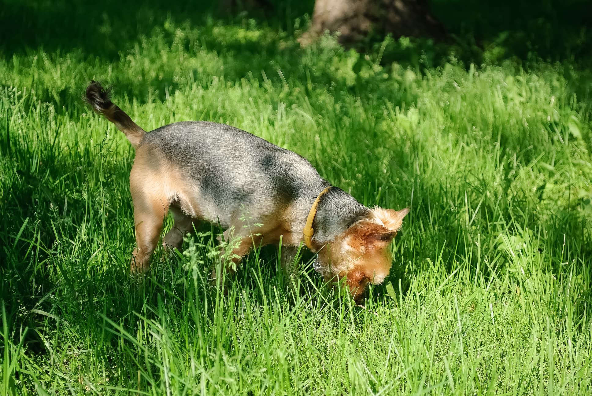 Hund frisst Kot – Hintergründe und wie du das Verhalten beeinflussen kannst