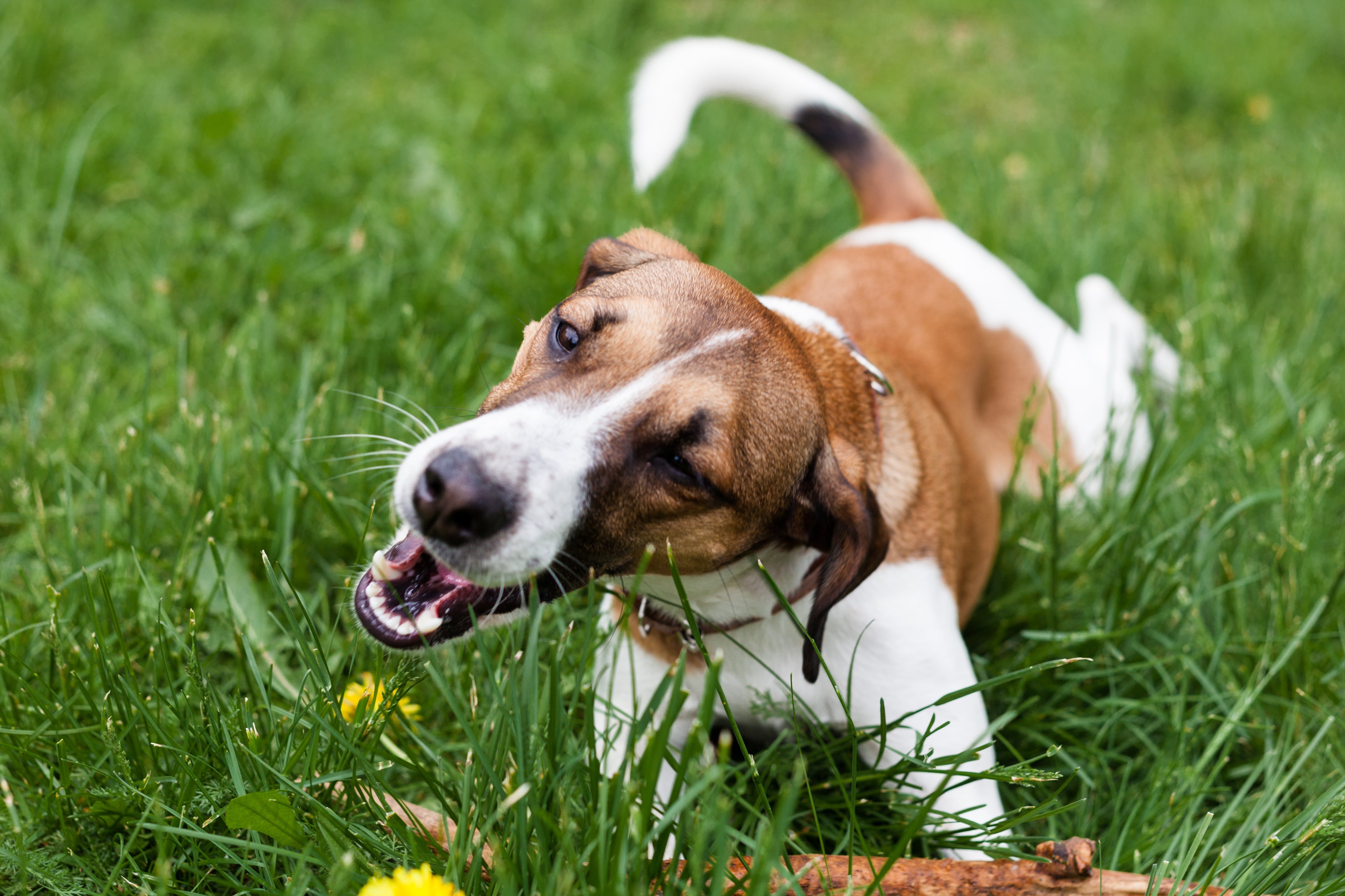 Warum frisst dein Hund Gras? Ursachen verstehen und sanft gegensteuern