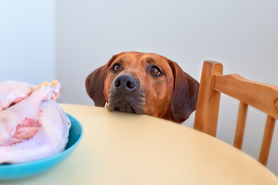 Hundefutter ohne Huhn – wann es Sinn macht und welche Alternativen es gibt