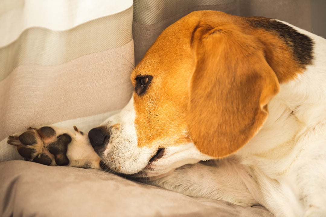 Hypoallergenes Hundefutter – was steckt dahinter?