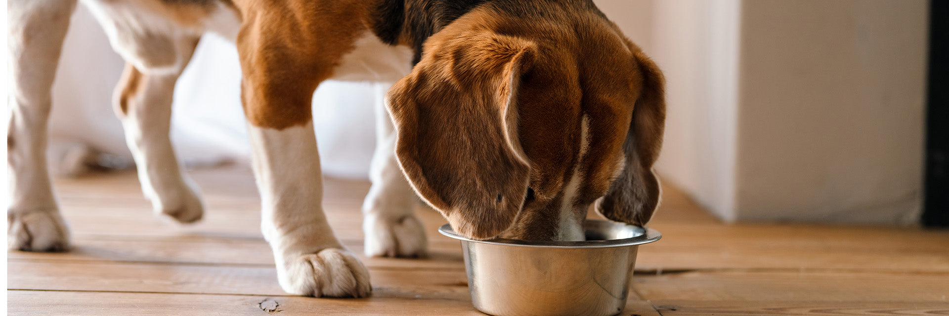 Futterumstellung beim Hund: So gelingt der Wechsel ohne Probleme