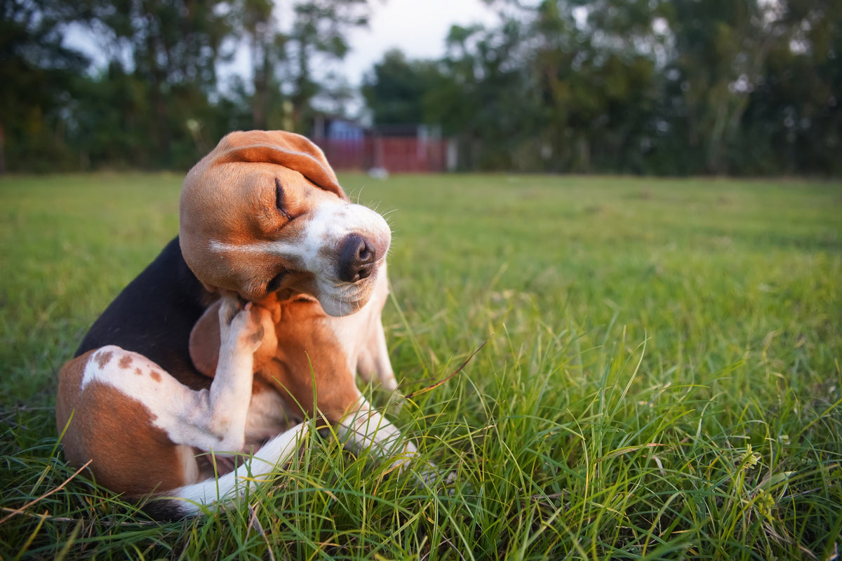 Single-Protein für Hunde – wann weniger Zutaten mehr sind