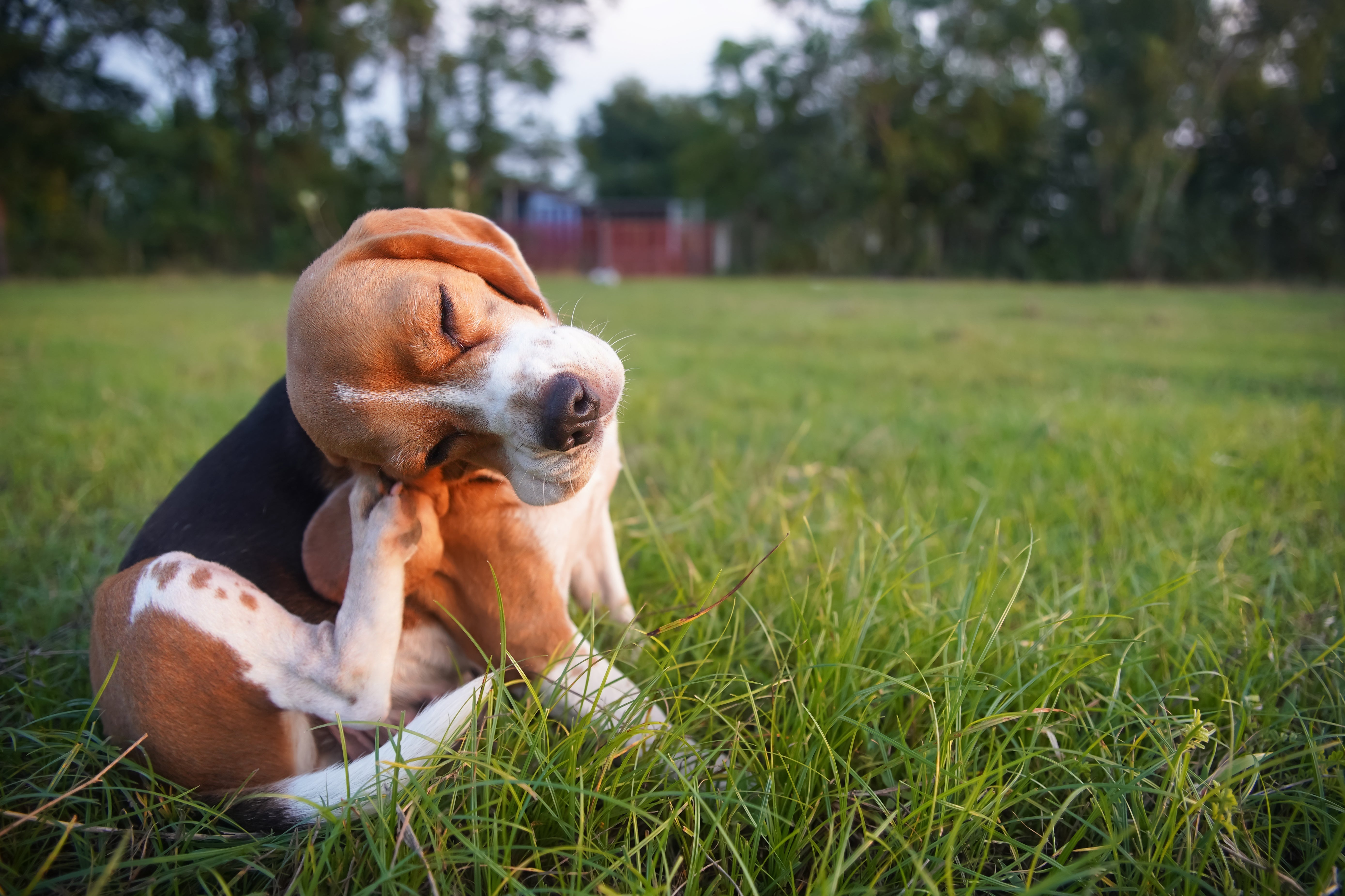 Single-Protein für Hunde – wann weniger Zutaten mehr sind
