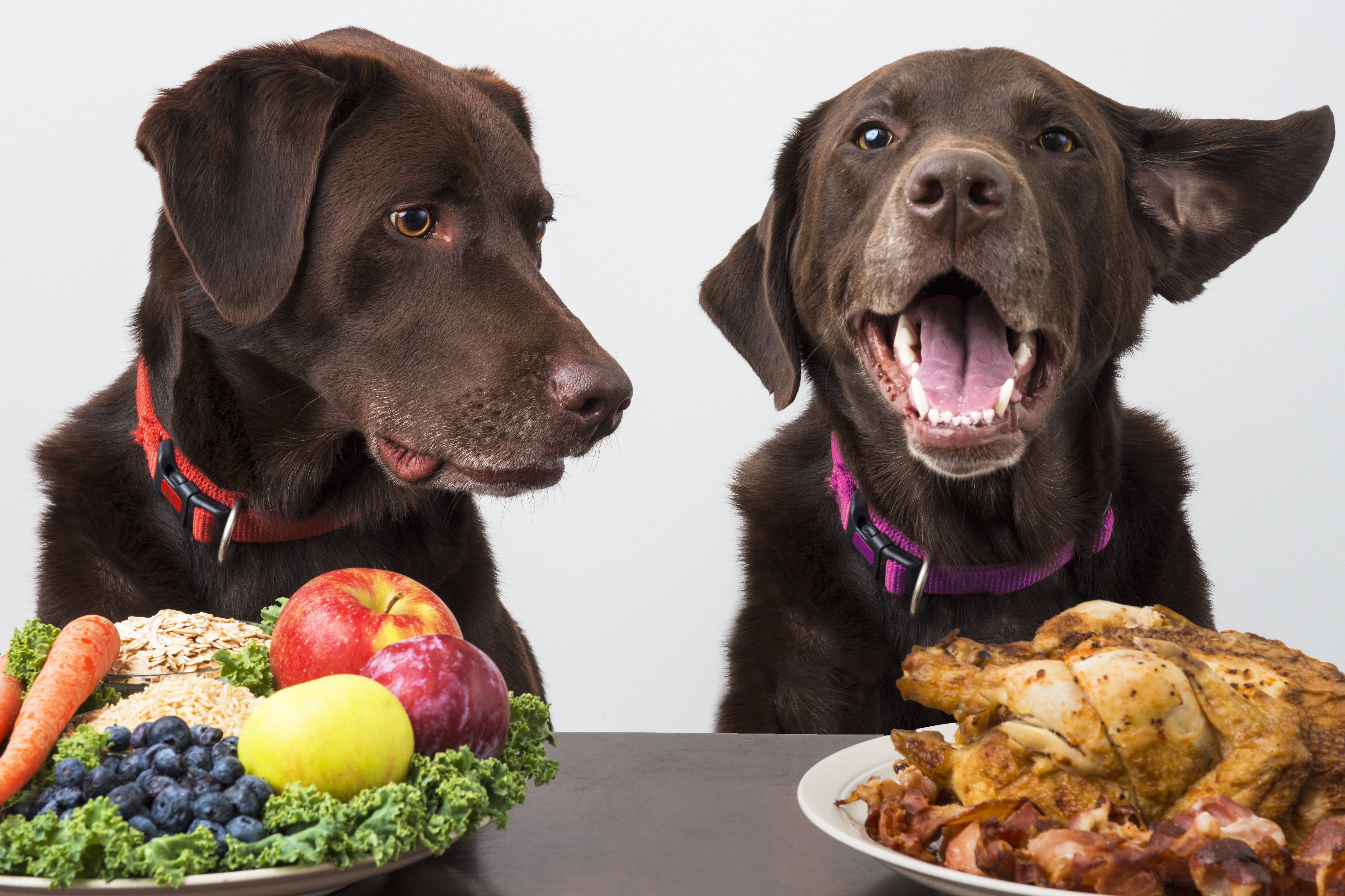 So ernährst du deinen Hund gesund und ausgewogen